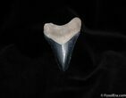 Glossy in Bone Valley Meg Tooth #126-1
